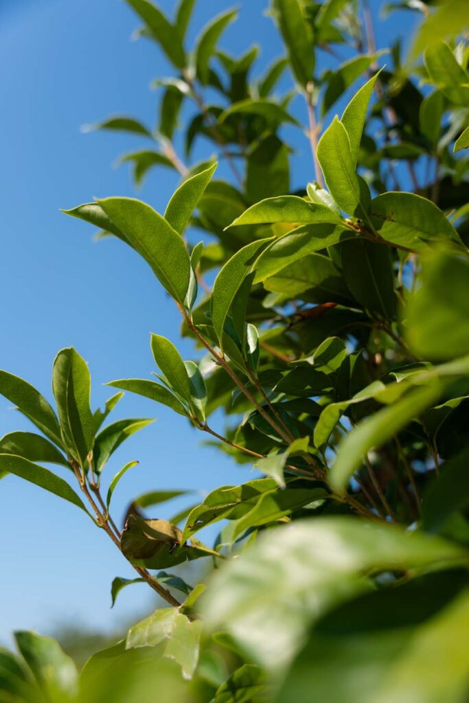 Osmanthus Fragrans Nuvola (5)