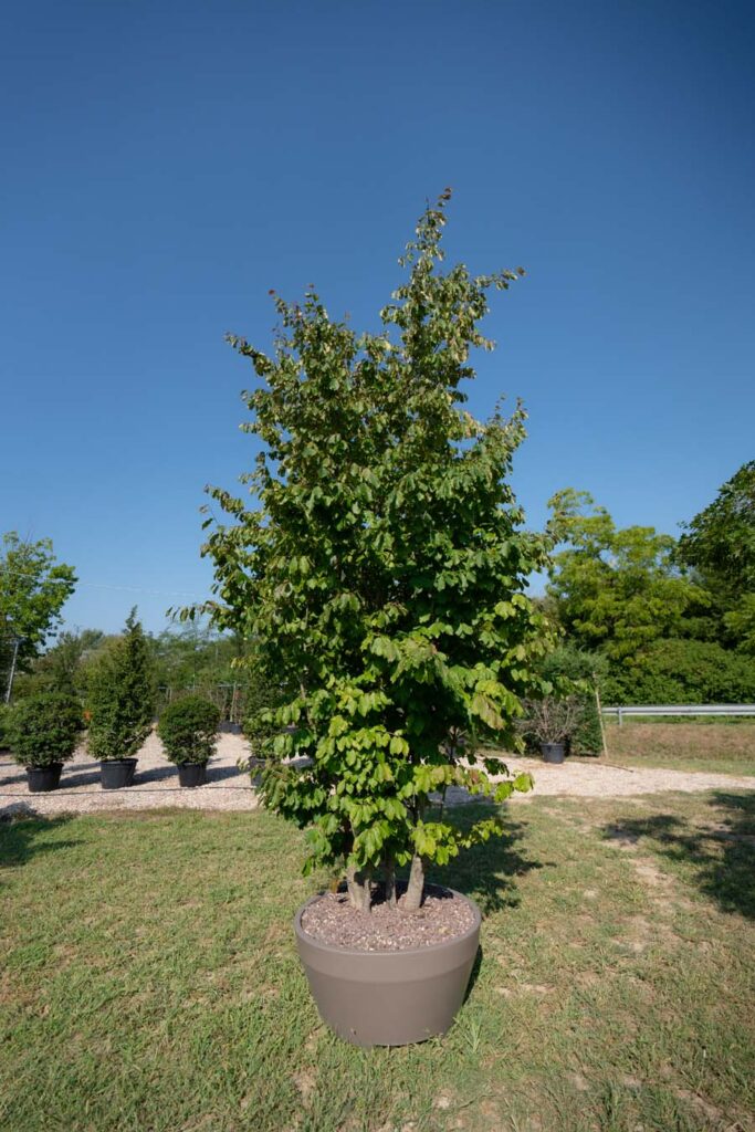 Parrotia Persica Boschetto (1)
