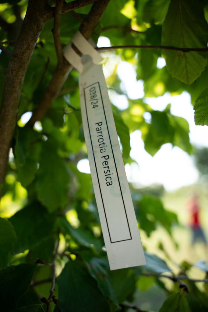 Parrotia Persica Boschetto (2)