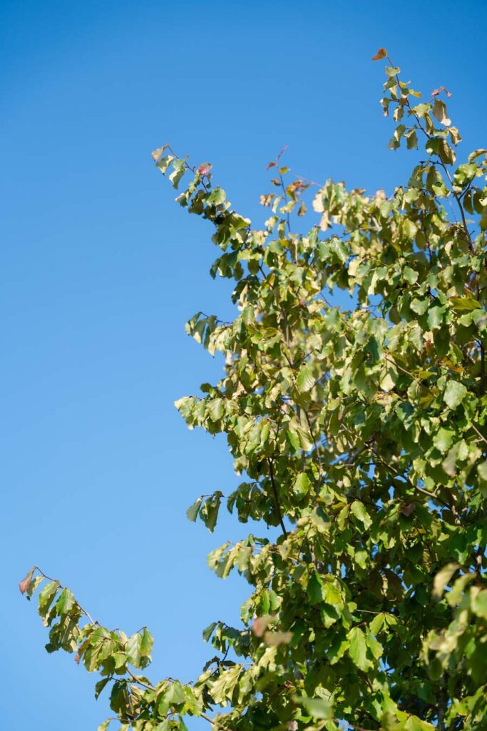 Parrotia Persica Boschetto (4)