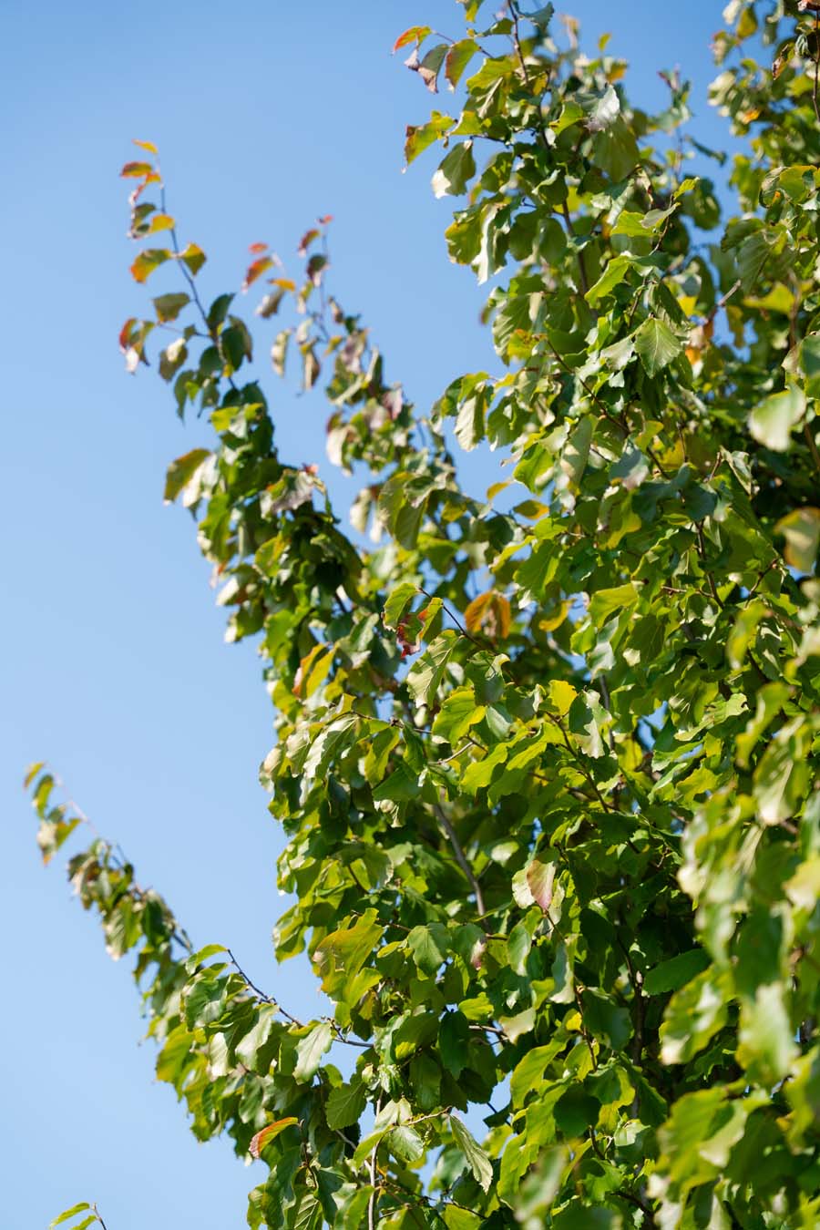Parrotia Persica Vanessa (1)