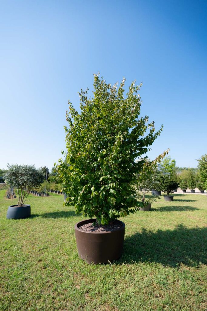 Parrotia Persica Vanessa (3)