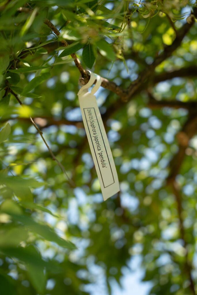 Sophora Japonica Pendula (1)