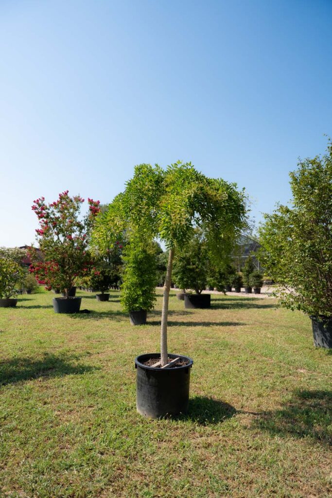 Sophora Japonica Pendula (2)