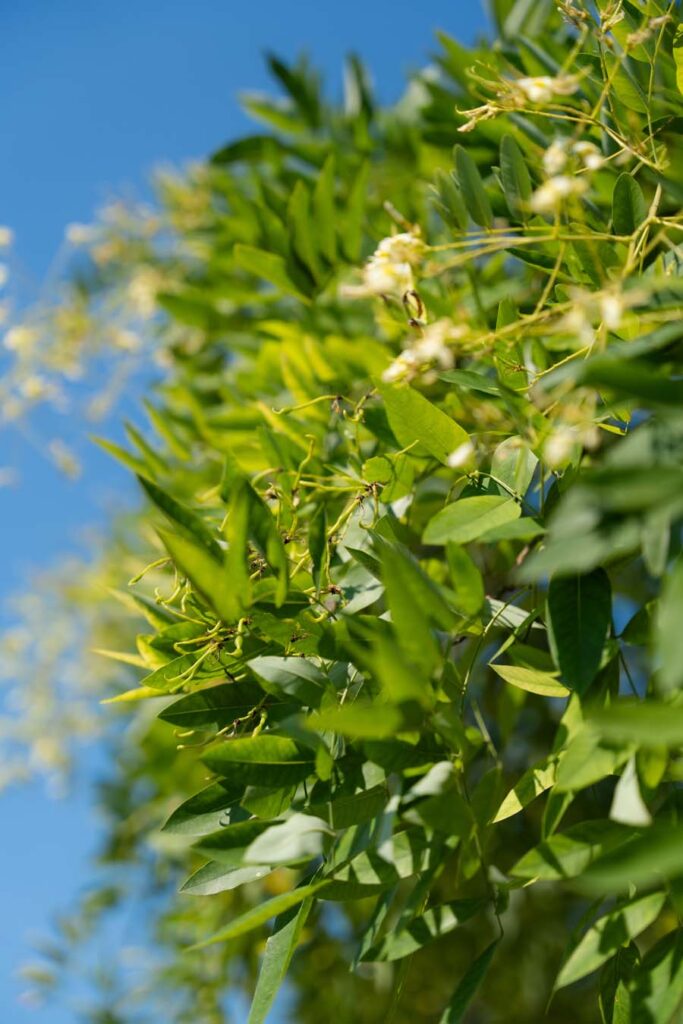 Sophora Japonica Pendula (3)