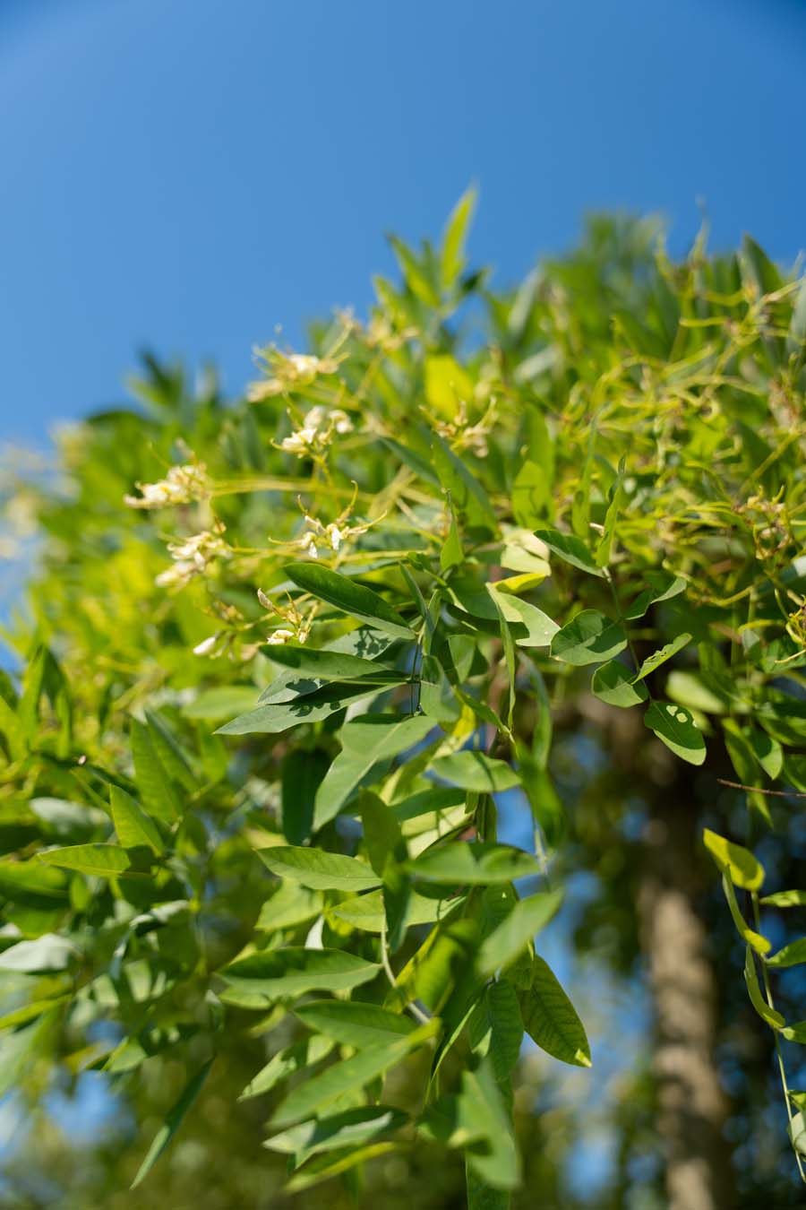 Sophora Japonica Pendula (4)