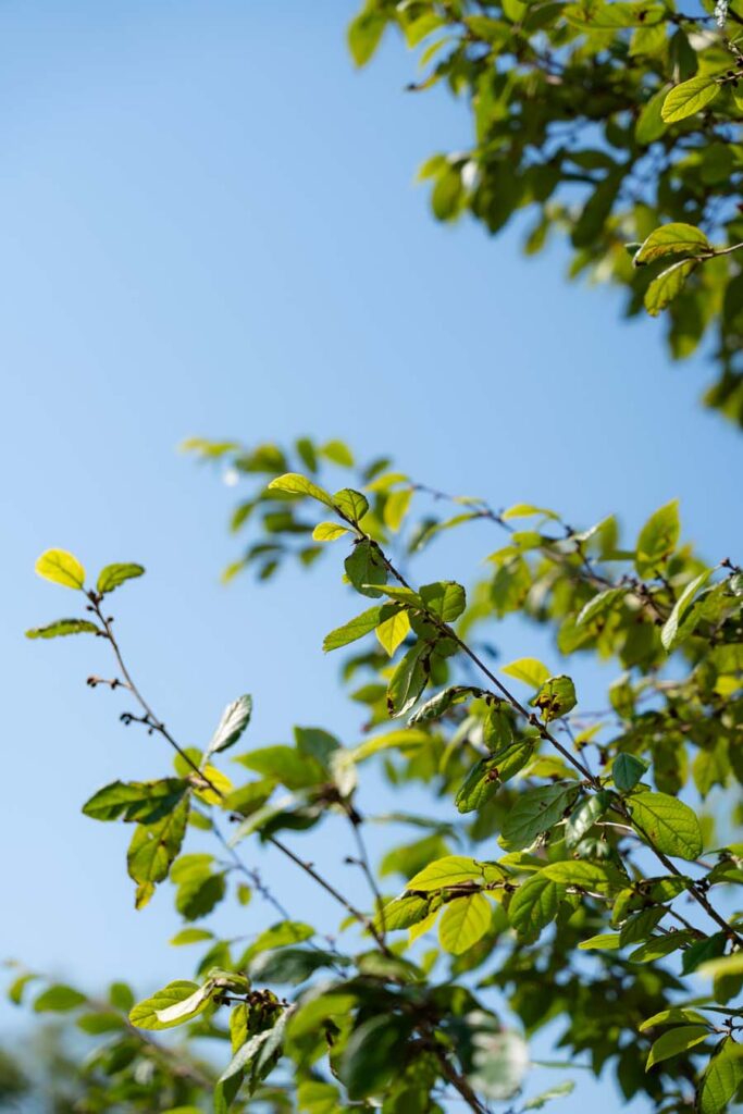 Sycoparrotia Semidecidua (1)