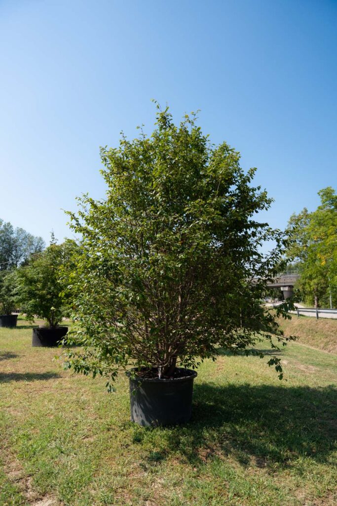 Sycoparrotia Semidecidua (3)