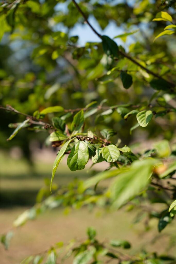 Sycoparrotia Semidecidua (4)