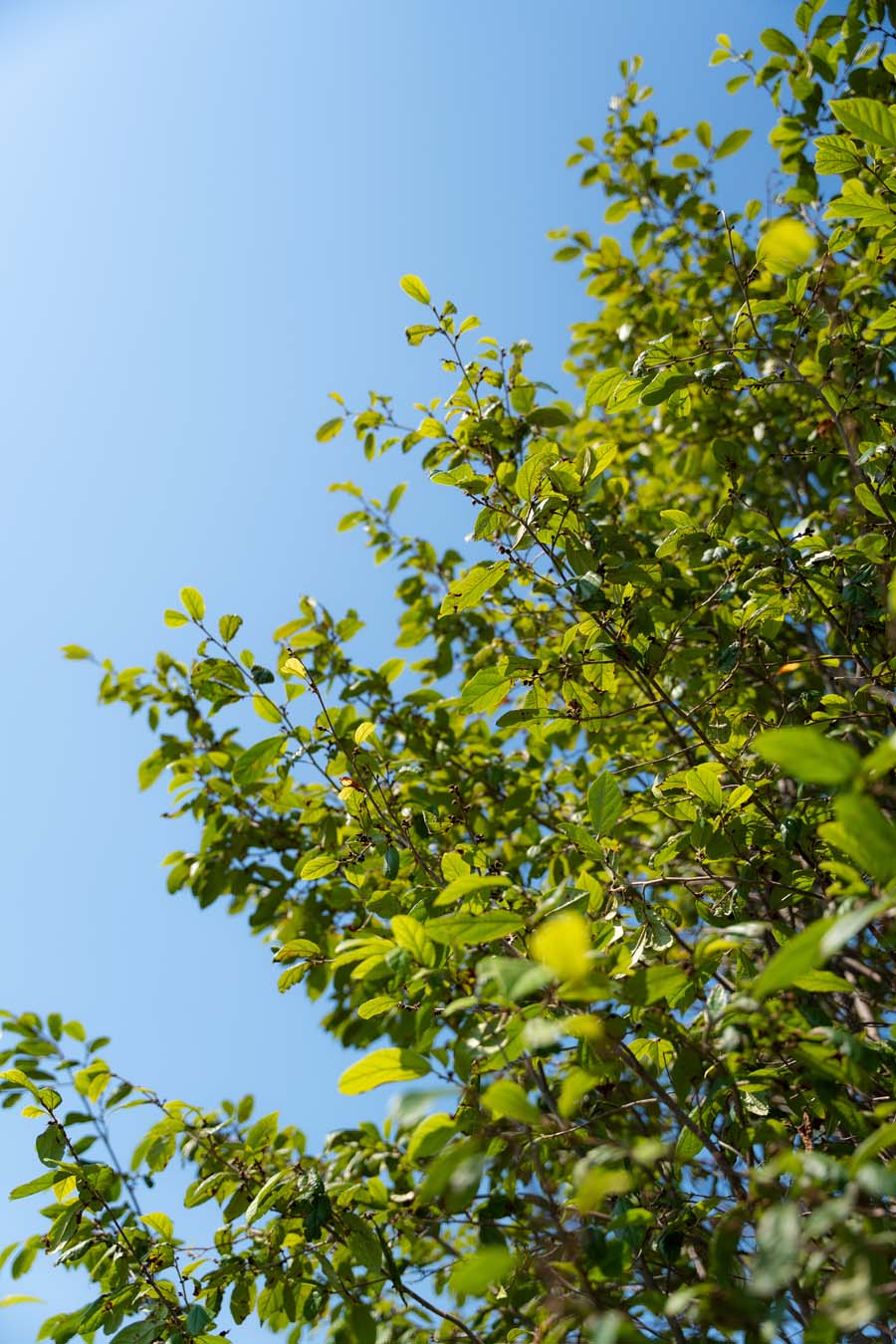 Sycoparrotia Semidecidua (5)