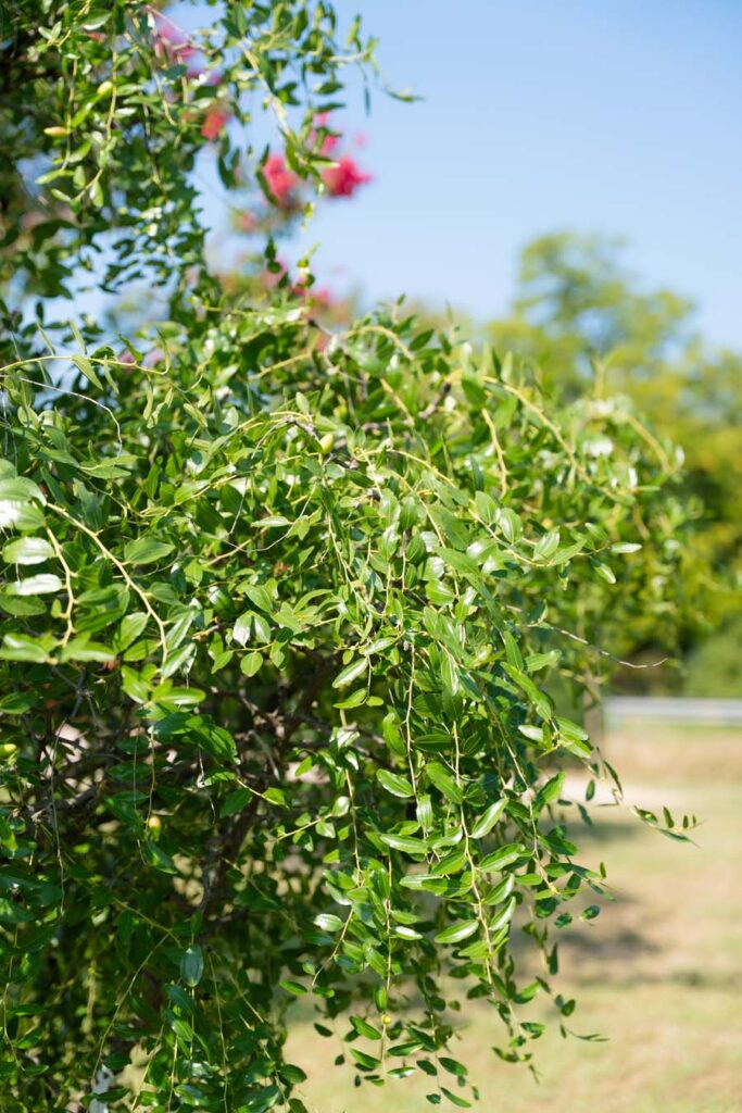 Ziziphus Jujuba (1)