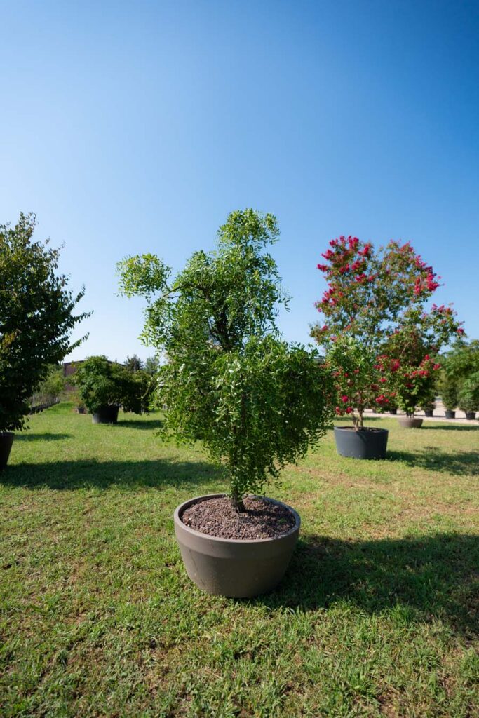 Ziziphus Jujuba (3)