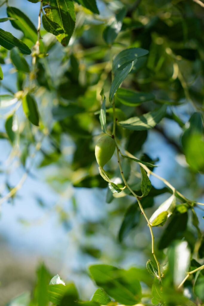 Ziziphus Jujuba (4)