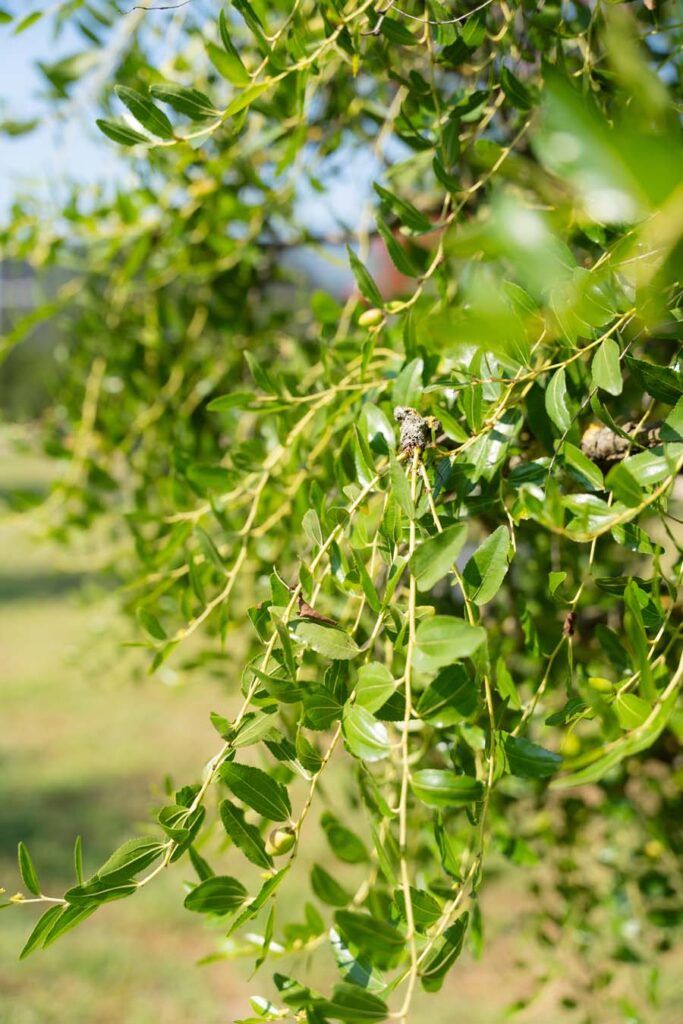 Ziziphus Jujuba (5)