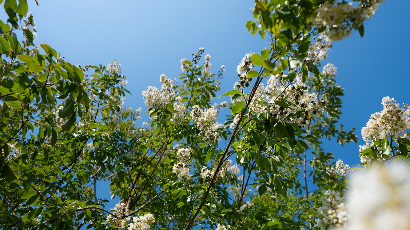 Lagerstroemia-Clorofilla-Piante